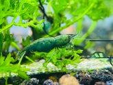 Green Jade - Freshwater Neocaridina Aquarium Shrimp. Live Guarantee
