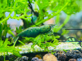 Green Jade - Freshwater Neocaridina Aquarium Shrimp. Live Guarantee