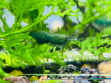 Green Jade - Freshwater Neocaridina Aquarium Shrimp. Live Guarantee