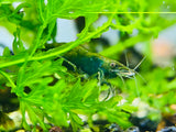 Green Jade - Freshwater Neocaridina Aquarium Shrimp. Live Guarantee