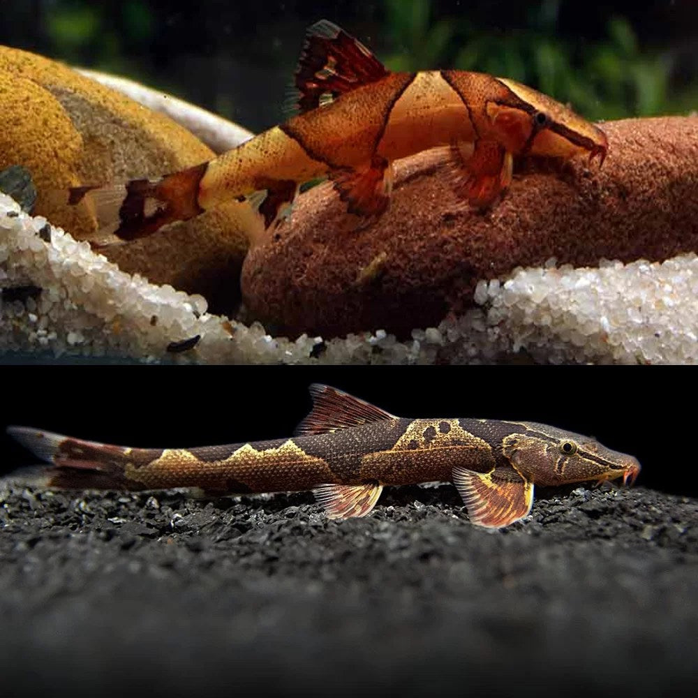 RARE FISH - Red Lizard, Saddleback Hillstream Loach - Betta USA Aquatic