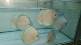 Blue Diamond Discus | Symphysodon aequifasciatus - Betta USA Aquatic