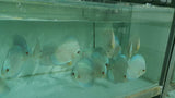 Blue Diamond Discus | Symphysodon aequifasciatus - Betta USA Aquatic