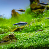 Black Neon Tetra | Hyphessobrycon herbertaxelrodi