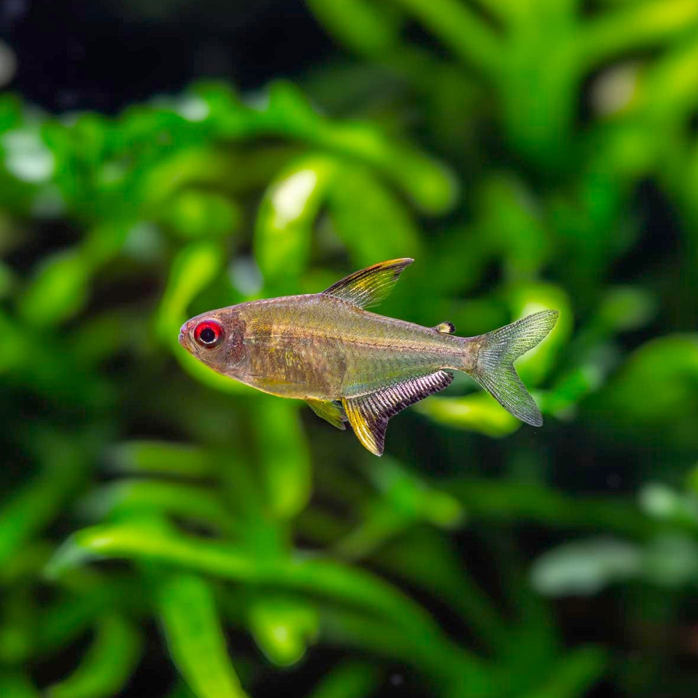 Lemon Tetra | Hyphessobrycon pulchripinnis - Betta USA Aquatic