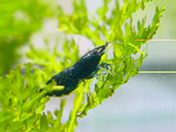 Green Jade - Freshwater Neocaridina Aquarium Shrimp. Live Guarantee