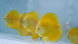 Yellow Melon Discus | Symphysodon aequifasciatus - Betta USA Aquatic
