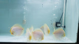 White Diamond Discus | Symphysodon aequifasciatus - Betta USA Aquatic