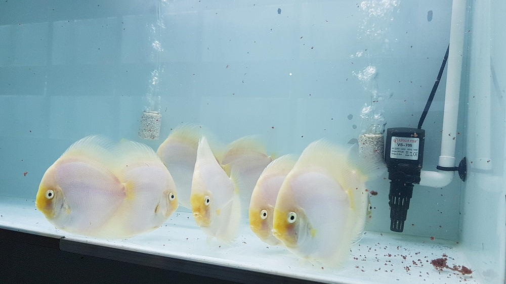 White Diamond Discus | Symphysodon aequifasciatus - Betta USA Aquatic