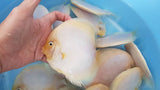 White Diamond Discus | Symphysodon aequifasciatus - Betta USA Aquatic