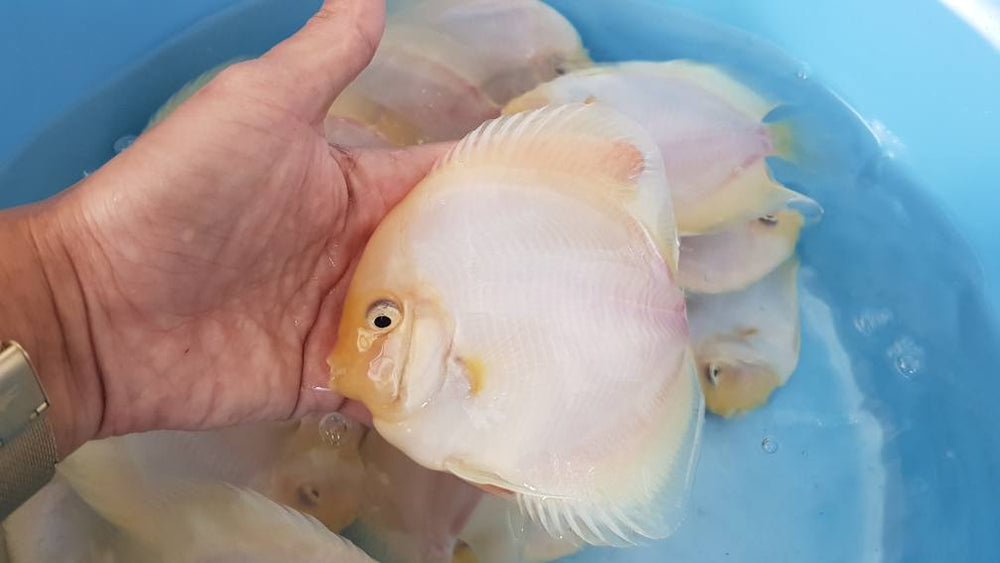 White Diamond Discus | Symphysodon aequifasciatus - Betta USA Aquatic