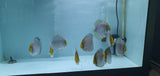 Ghost Discus | Symphysodon aequifasciatus - Betta USA Aquatic