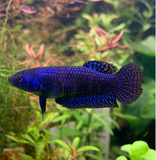 Alien Blue Female Betta