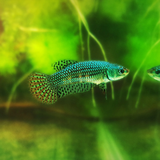Alien Green Female Betta