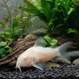 Albino Aeneus Cory Catfish | Corydoras aeneus - Tank Bred - Betta USA Aquatic