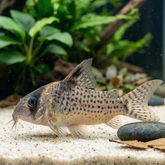 Spotted Highfin Cory CW027 | Hoplisoma sp. “CW027” - Betta USA Aquatic