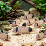 Panda Cory Catfish | Corydoras panda - Tank-Bred - Betta USA Aquatic
