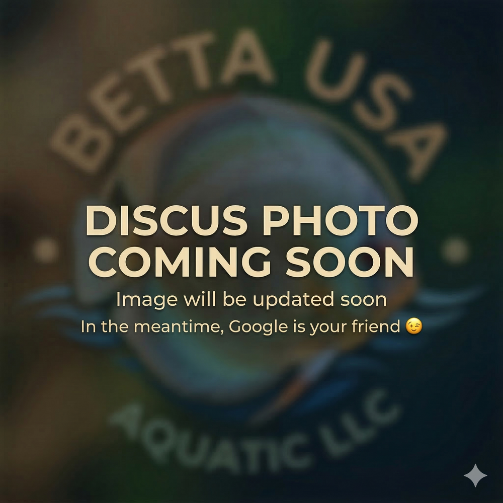 Spotted Face Leopard Discus | Symphysodon aequifasciatus - Betta USA Aquatic