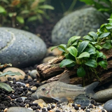 Pygmy Cory Catfish | Corydoras pygmaeus - Betta USA Aquatic