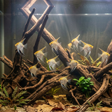 Gold Pearlscale Angelfish | Pterophyllum scalare