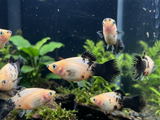 Panda Platy - Xiphophorus maculatus - Betta USA Aquatic