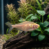 Albino Golden X-Ray Tetra | Pristella maxillaris