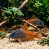 Rio Tomo Concolor Cory | Corydora hoplisoma CW217 - Betta USA Aquatic