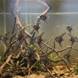 Leopard Angelfish | Pterophyllum scalare