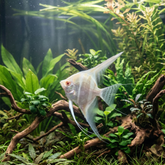 Albino Dantum Angelfish | Pterophyllum scalare