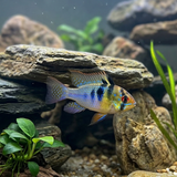 Breeding Pair - Angel Blue German Ram - Mikrogeophagus ramirezi