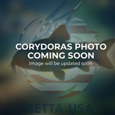 Bronze Cory Catfish | Corydoras aeneus - Tank Bred - Betta USA Aquatic