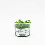 Anubias Barteri Gigantea Aquatic Farmer Tissue Culture - Betta USA Aquatic