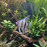Zebra Angelfish | Pterophyllum scalare