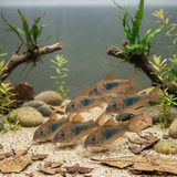 Red Aeneus Cory Catfish | Corydoras Aeneus - Betta USA Aquatic