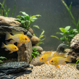 Breeding Pair - Golden German Ram - Mikrogeophagus ramirezi - Betta USA Aquatic