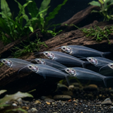 Glass Catfish | Kryptopterus vitreolus - Betta USA Aquatic