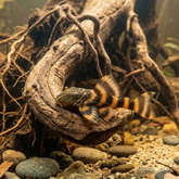 L397 Alenquer Tiger Pleco | Panaqolus sp. L397