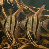 Altum Angelfish – Orinoco | Pterophyllum altum
