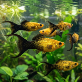 Golden Black Lyretail Molly – Poecilia sphenops