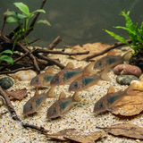 Red Aeneus Cory Catfish | Corydoras Aeneus - Betta USA Aquatic