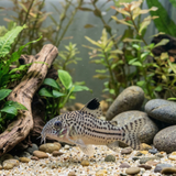 False Juli's Cory Catfish |Corydoras trilineatus - Tank Bred - Betta USA Aquatic