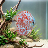 Ring Leopard Discus | Symphysodon aequifasciatus - Betta USA Aquatic