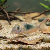 Red Aeneus Cory Catfish | Corydoras Aeneus - Betta USA Aquatic