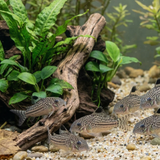 False Juli's Cory Catfish |Corydoras trilineatus - Tank Bred - Betta USA Aquatic