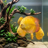 Yellow Marlboro Discus | Symphysodon aequifasciatus - Betta USA Aquatic