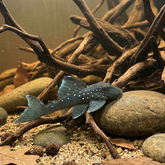 L128 Blue Phantom Pleco| Hemiancistrus subviridis