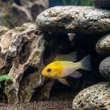 Breeding Pair - Golden German Ram - Mikrogeophagus ramirezi - Betta USA Aquatic