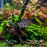 Black Phantom Tetra | Hyphessobrycon megaloptera