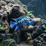 Electric Blue Jack Dempsey | Rocio octofasciata - Tank Bred - Betta USA Aquatic
