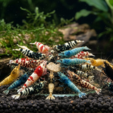 Mixed Caridina Skittle Shrimp Pack - Betta USA Aquatic